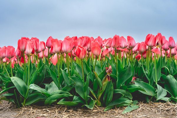 Confier l'installation de vos équipements à un cuisiniste dans l'agglomération lyonnaise