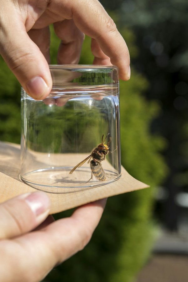 Piège à frelon asiatique : solution écologique efficace et primée