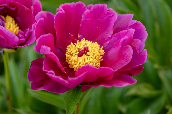 Solutions éco-responsables pour lutter contre les nuisibles